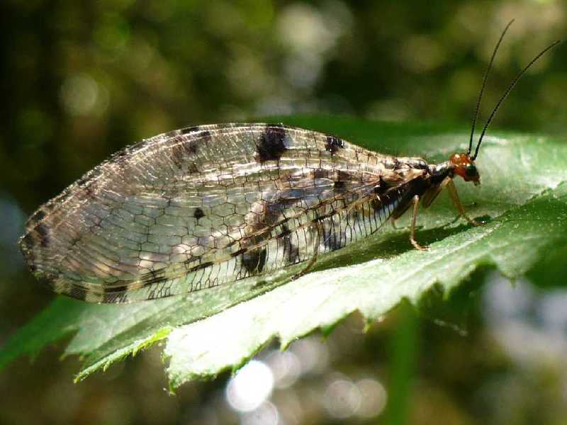 osmylus_fulvicephalus.jpg