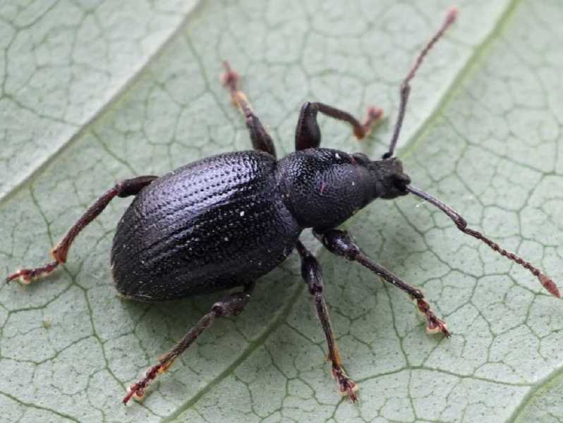 otiorhynchus_meridionalis.jpg
