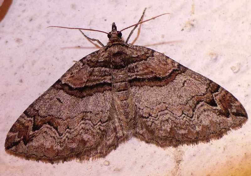 pareulype_berberata.jpg