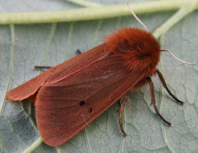 phragmatobia_fuliginosa_femelle.jpg