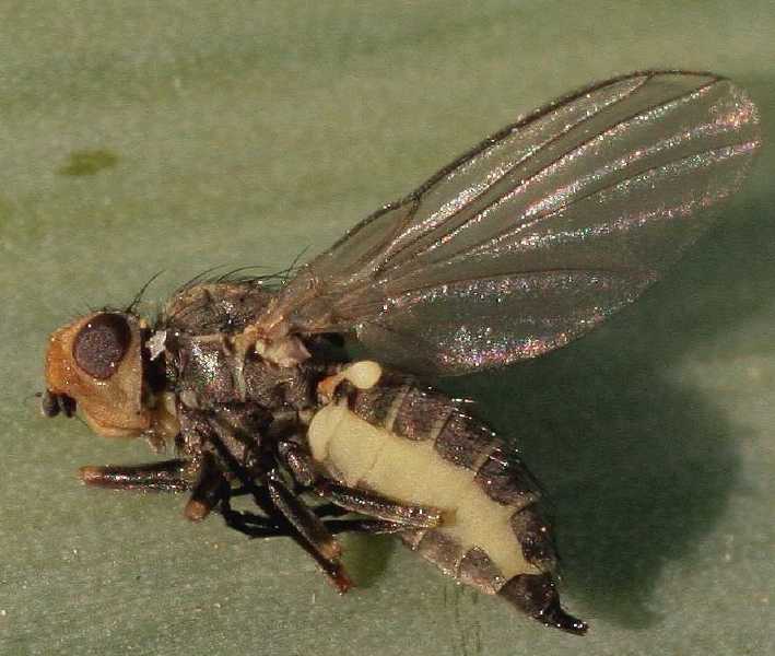 phytomyza_gymnostoma.jpg