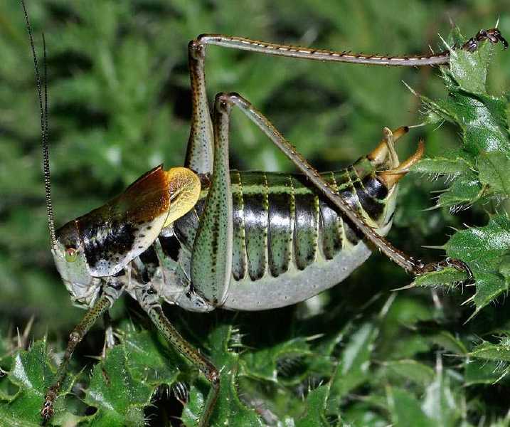 platysarcus_denticauda_male.jpg