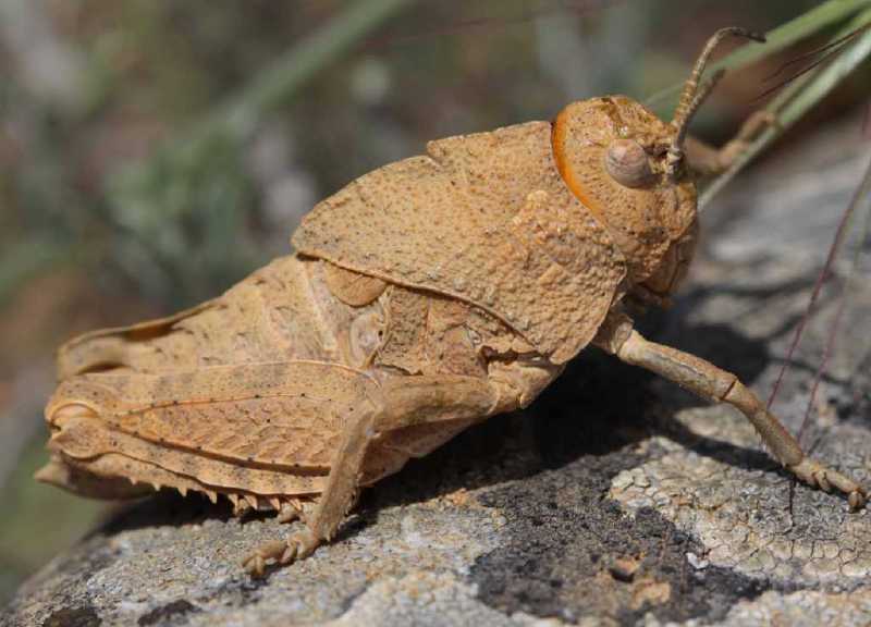 prionotropis_hystris_rhodanica.jpg