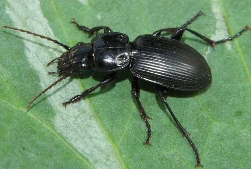 pterostichus_madidus.jpg
