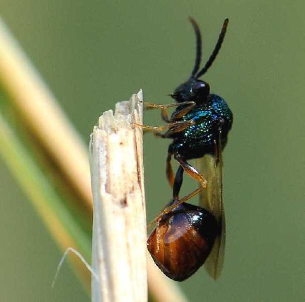 stilbula_cynipiformis_femelle.jpg
