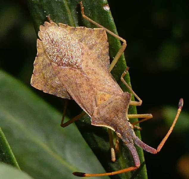 syromastes_rhombeus.jpg
