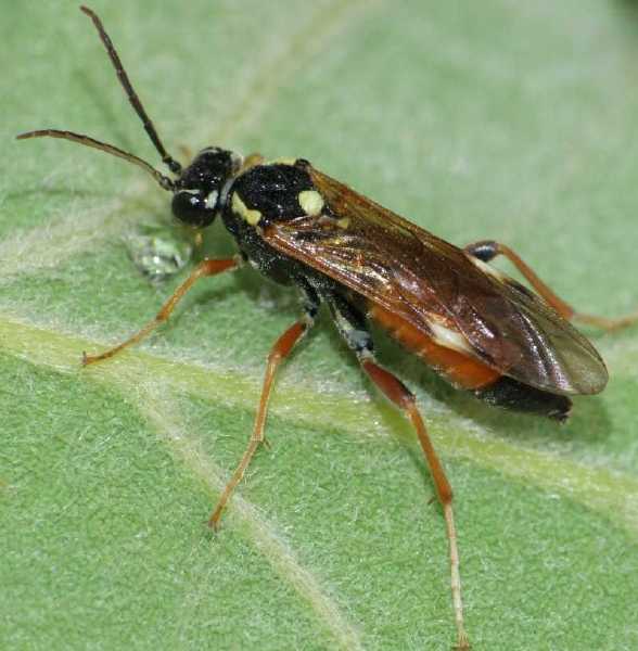 tenthredospis_stigma.jpg