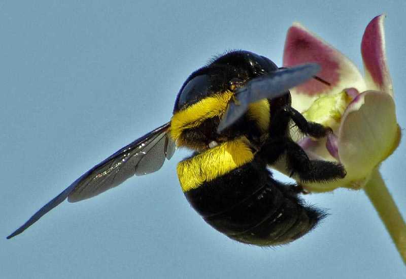 xylocopa_inconstans_femelle.jpg