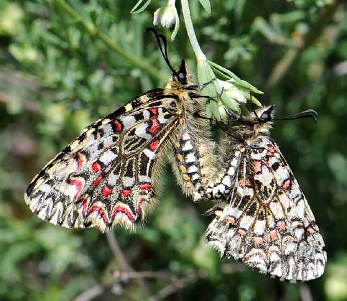 zerynthia_rumina_copula.jpg
