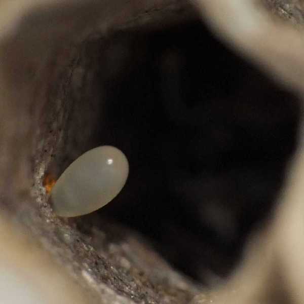 c_cellule_avec_1_oeuf.jpg
