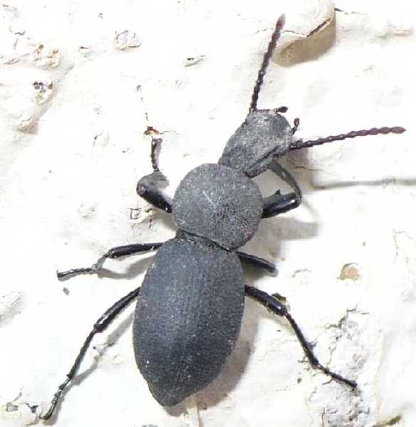 13_tenebrionide_cephalostenus_orbicollis.jpg