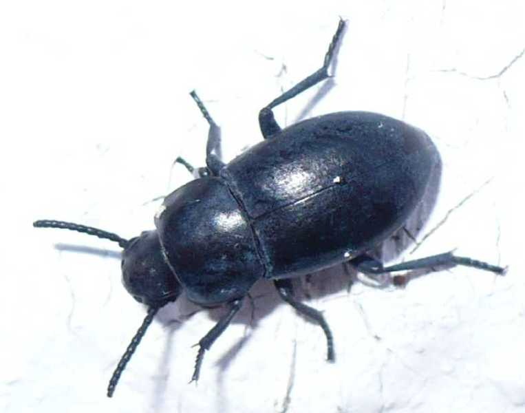 14_tenebrionide_dailognatha_quadricollis_rhodica.jpg