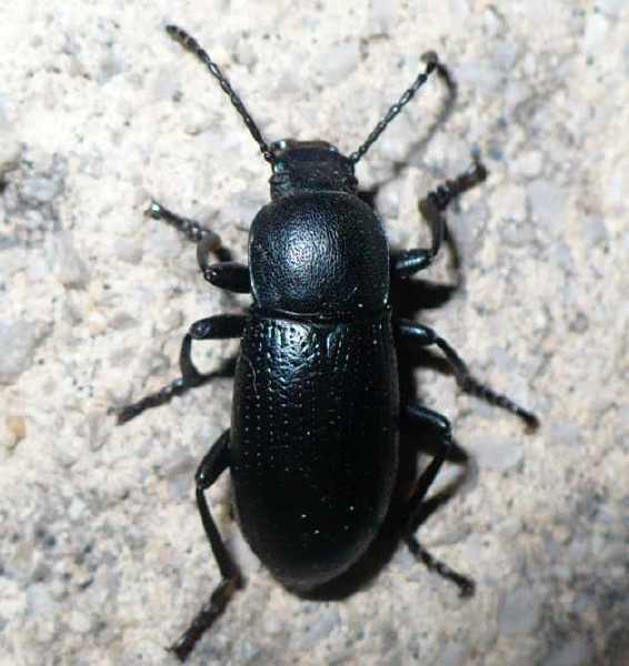 15_tenebrionide_dendarus_rhodius_1.jpg
