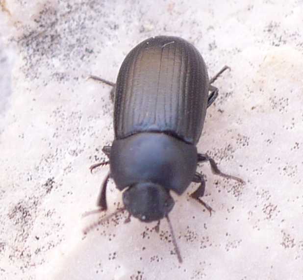 19_tenebrionide_opatroides_punctulatus.jpg