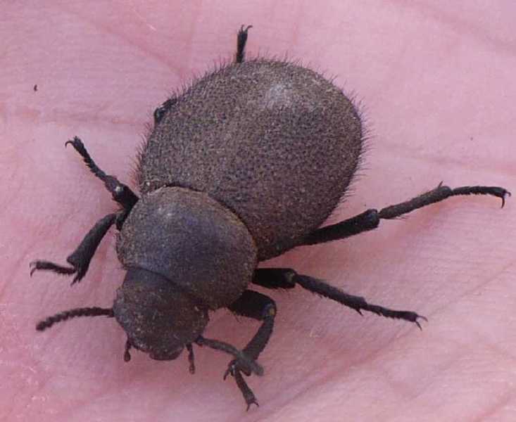20_tenebrionide_pachyscelis_villosa.jpg