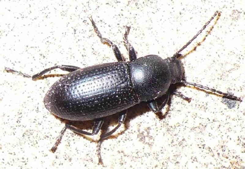 24_tenebrionide_raiboscelis_coelestinus_rugipleuris.jpg