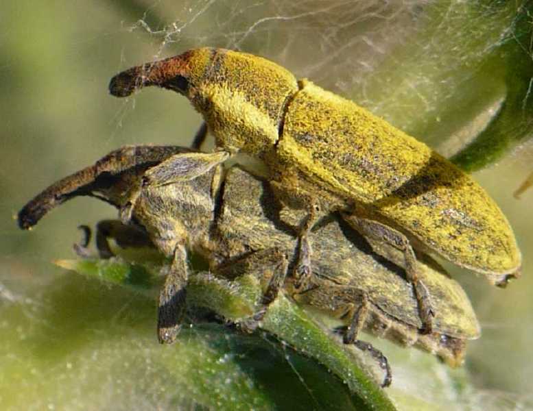 28_curculionide_larinus_latus_copula.jpg