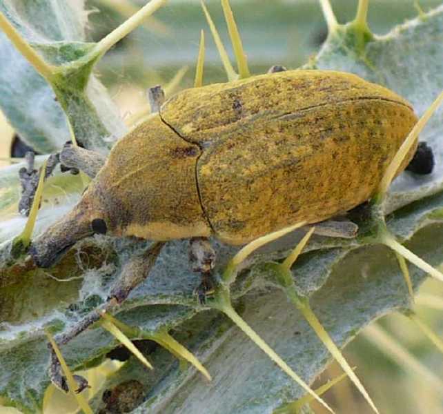 29_curculionide_larinus_latus.jpg