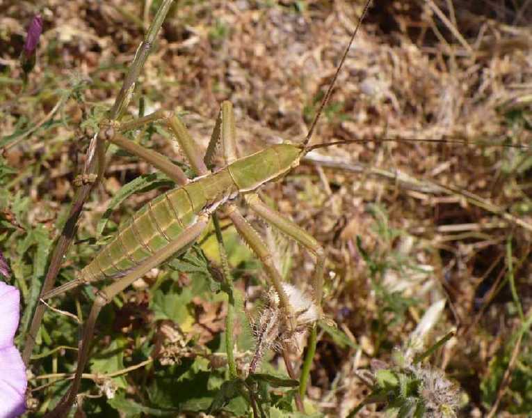 35_tettigoniide_saga_rhodiensis_femelle.jpg