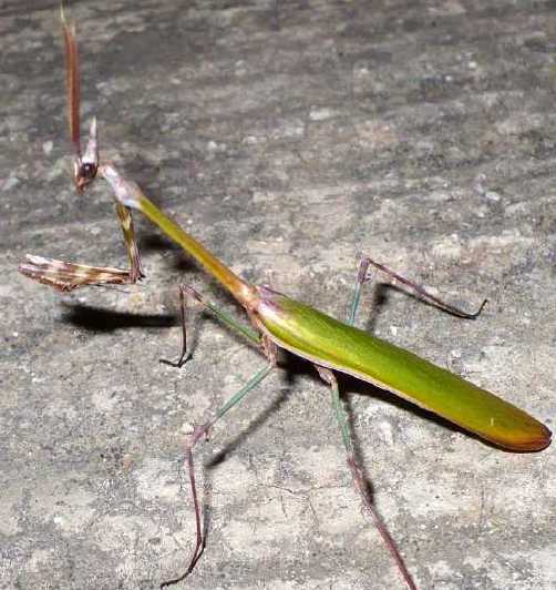 43_empuside_empusa_fasciata_male.jpg