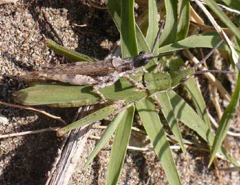 46_pyrgomorphide_pyrgomorpha_conica_couple.jpg