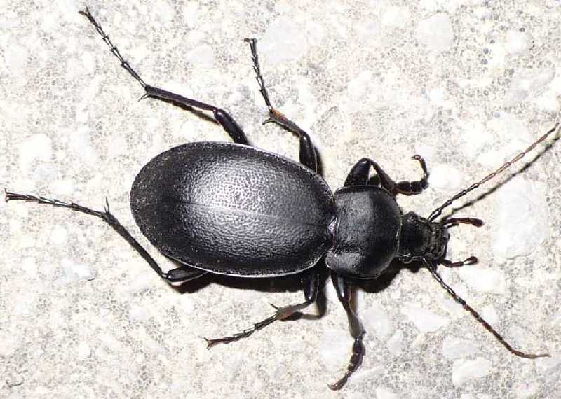 4_carabide_carabus_coriaceus_cerisyi_male.jpg