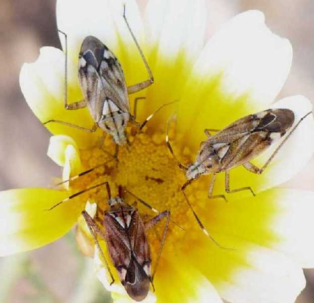 50_miride_closterotomus_histrio.jpg