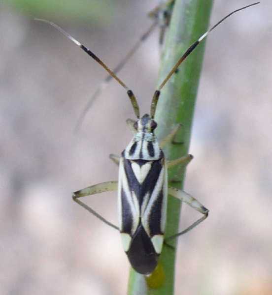 51_miride_closterotomus_picturatus.jpg