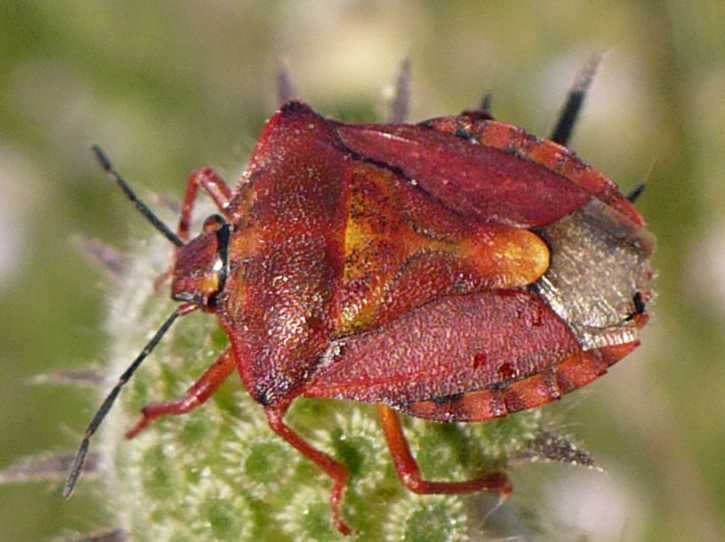 53_pentatomide_carpocoris_mediterraneus_mediterraneus.jpg
