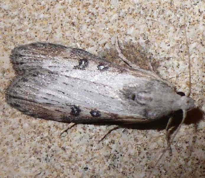 58_pyralide_lamoria_anella_male.jpg