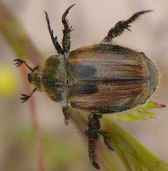 5_scarabaeide_anisoplia_austriaca_hordearia_1.jpg