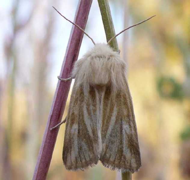 62_noctuide_oria_musculosa_1.jpg