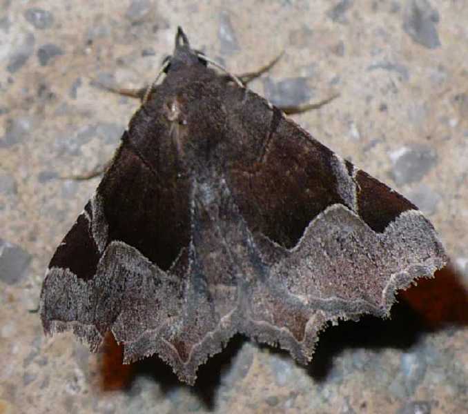 63_erebide_zethes_insularis.jpg
