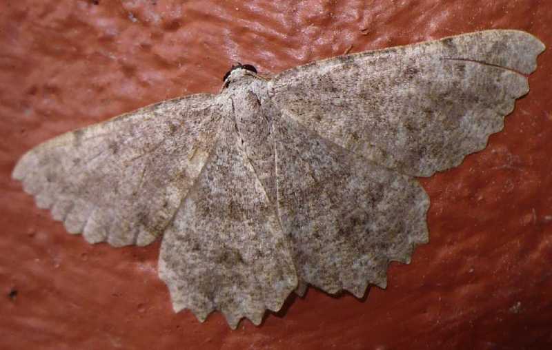 65_geometride_gnophos_sartata_1.jpg