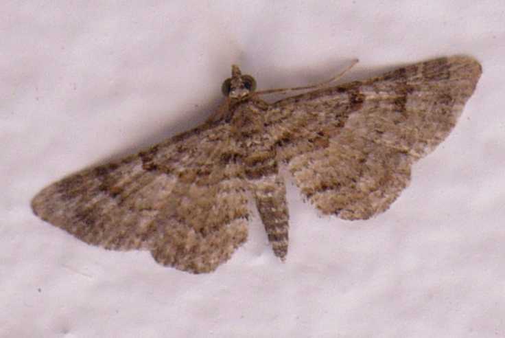 67_geometride_gymnoscelis_rufifasciata.jpg