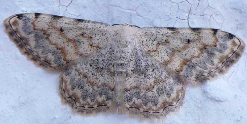 69_geometride_scopula_submutata.jpg