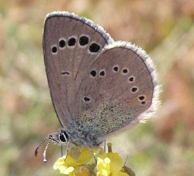 76_lycaenide_glaucopsyche_melanops_paphos.jpg