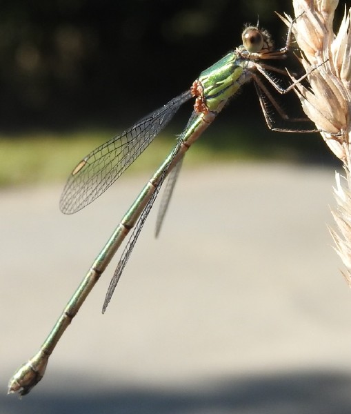 _chalco_lestes_viridis_femelle_langon.jpg