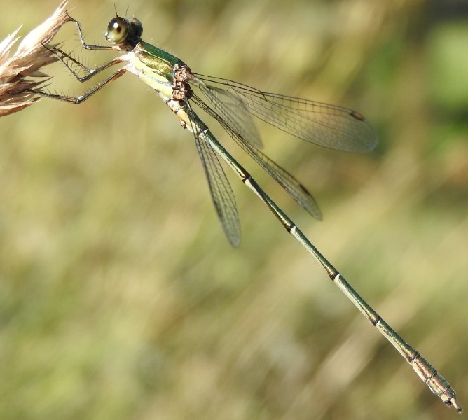 _chalco_lestes_viridis_male_langon_1.jpg