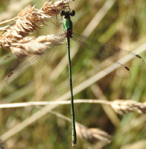 _chalco_lestes_viridis_male_langon_2.jpg