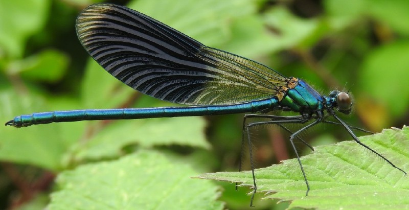 calopteryx_splendens_male_1.jpg
