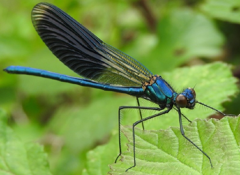 calopteryx_splendens_male_2.jpg
