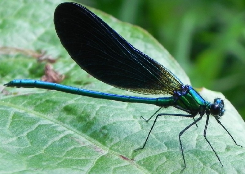 calopteryx_virgo_meridionalis_male_2.jpg