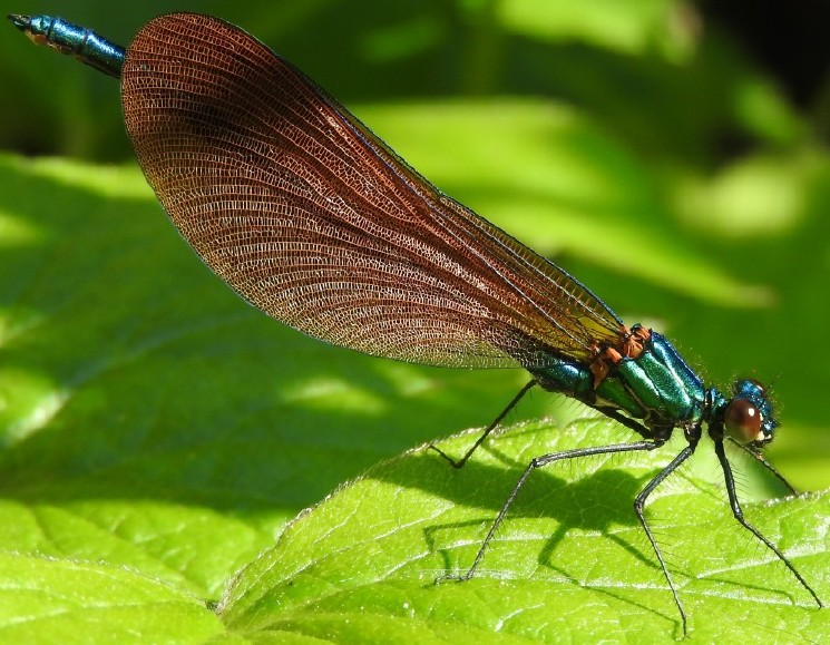 calopteryx_virgo_meridionalis_male_immature.jpg