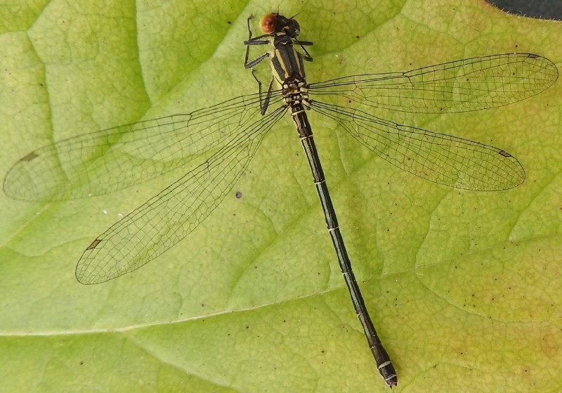 ceriagrion_tenellum_femelle_1.jpg