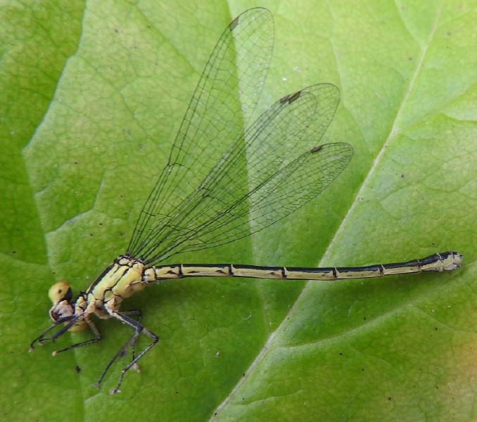 ceriagrion_tenellum_femelle_2.jpg