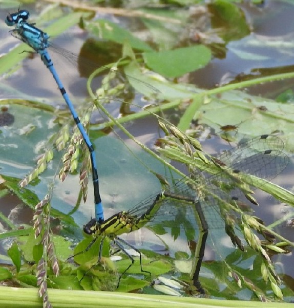 coenagrion_puella_en_ponte.jpg
