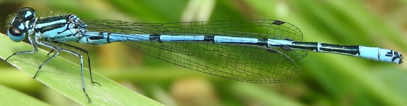 coenagrion_puella_male_1.jpg
