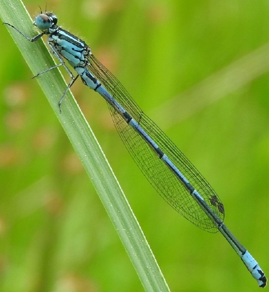 coenagrion_puella_male_2.jpg