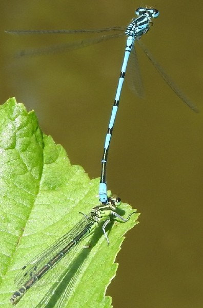 coenagrion_puella_tandem.jpg